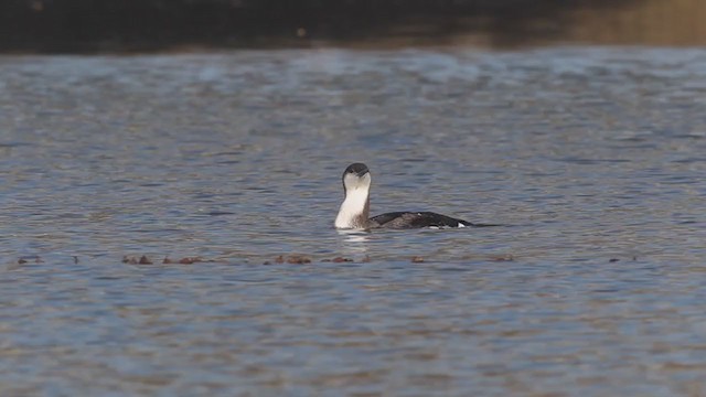 Arctic Loon - ML216077931