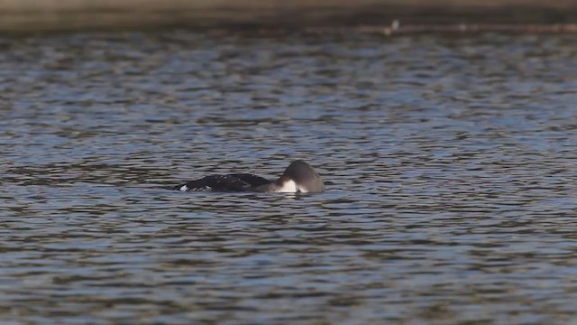 Arctic Loon - ML216077961