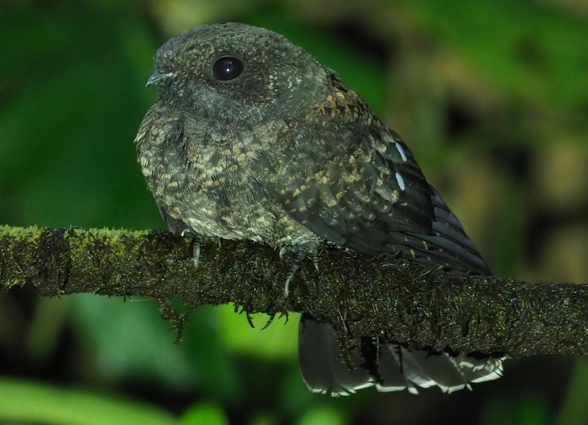 Choco Poorwill - ML216078071