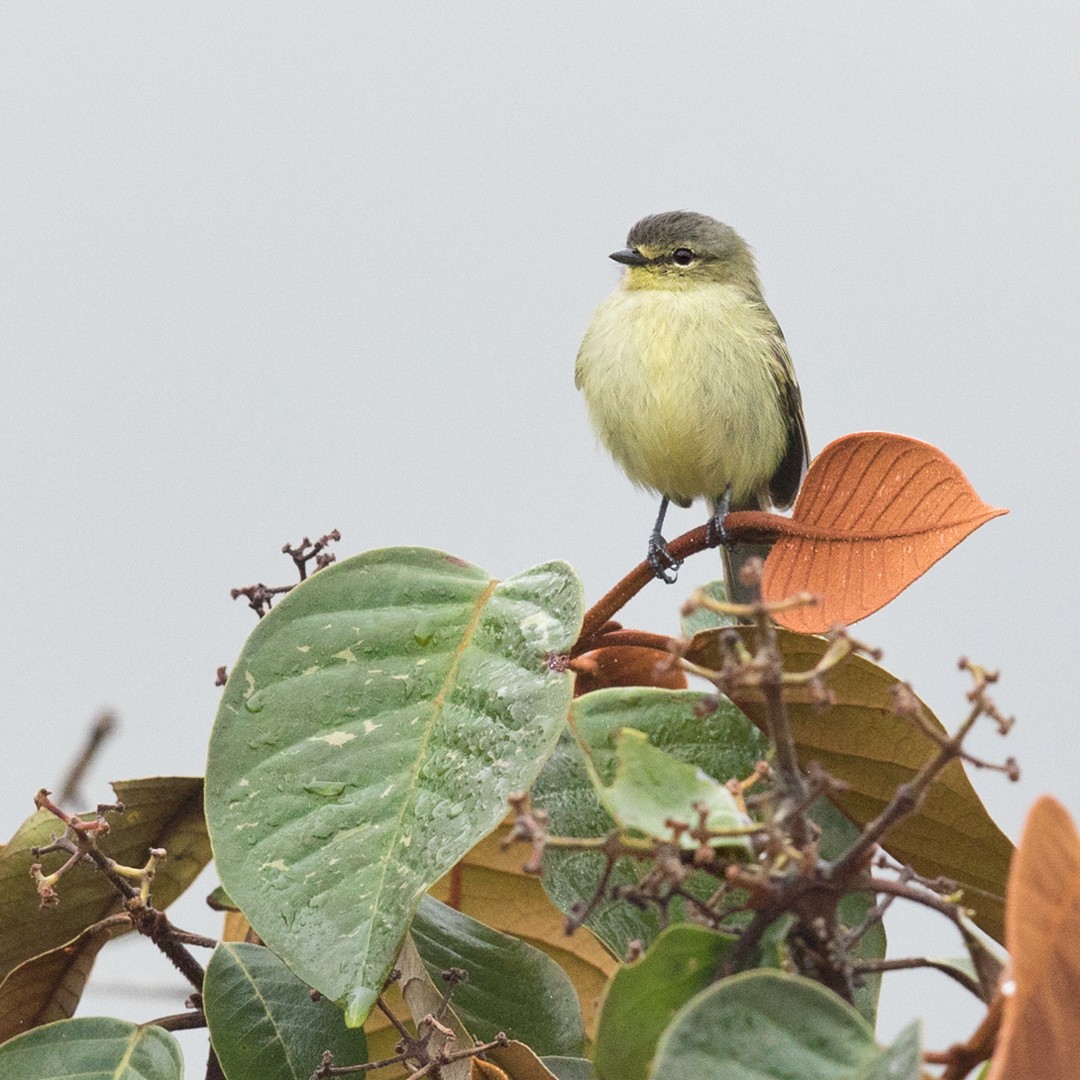 Peruvian Tyrannulet - Lars Petersson | My World of Bird Photography