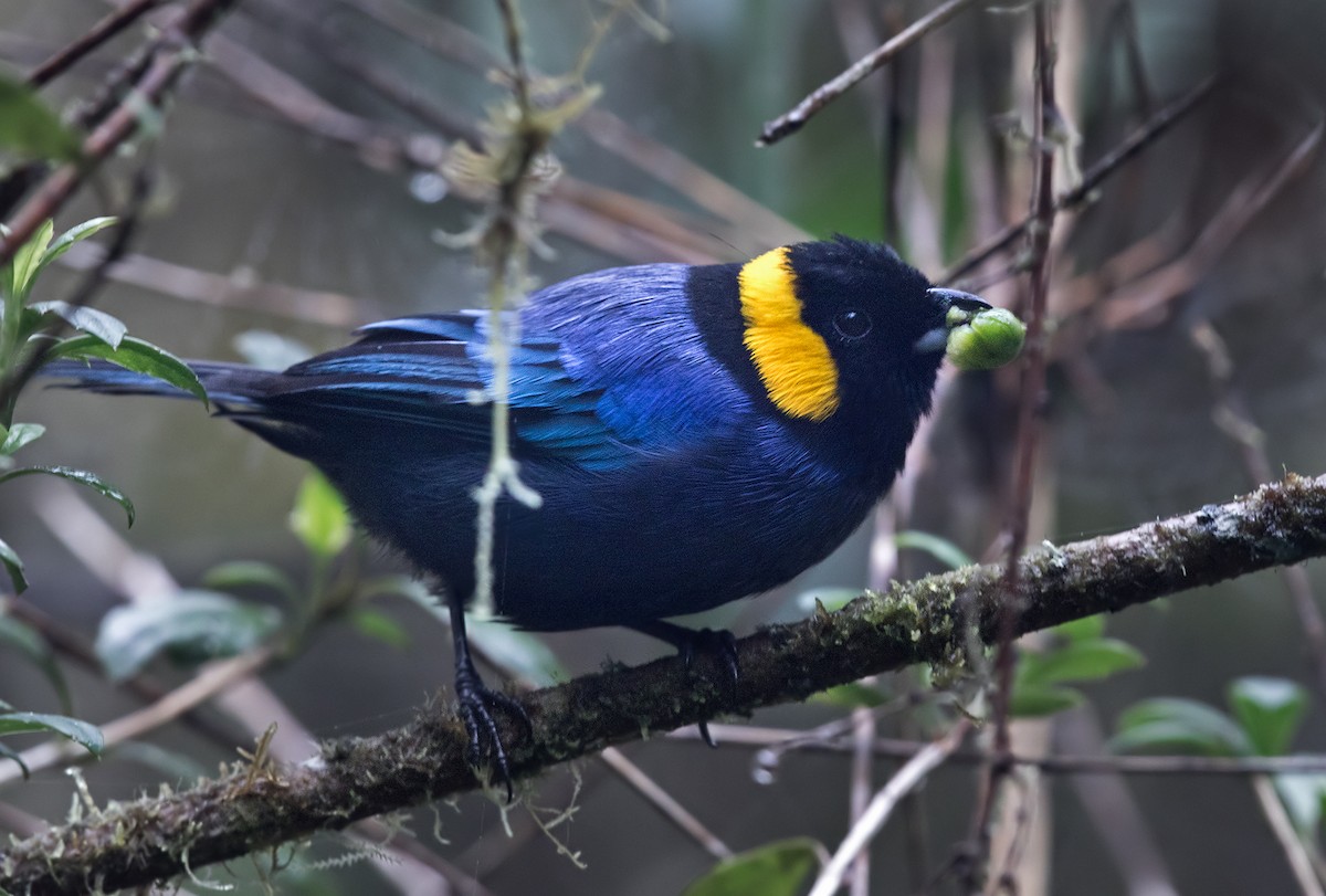 Yellow-scarfed Tanager - Lars Petersson | My World of Bird Photography