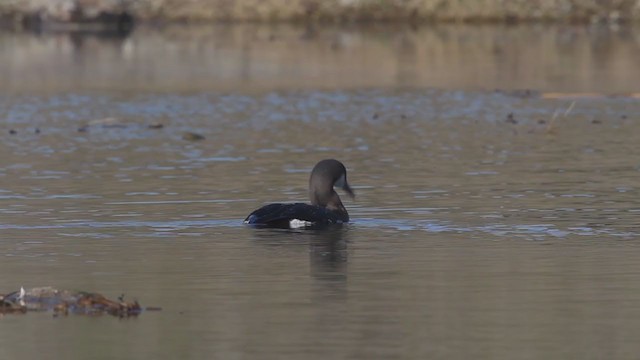 Arctic Loon - ML216079981