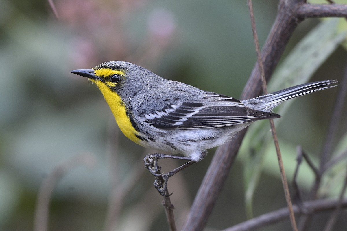 Grace's Warbler - Carlos Echeverría