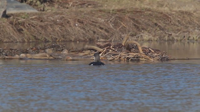 Arctic Loon - ML216081371