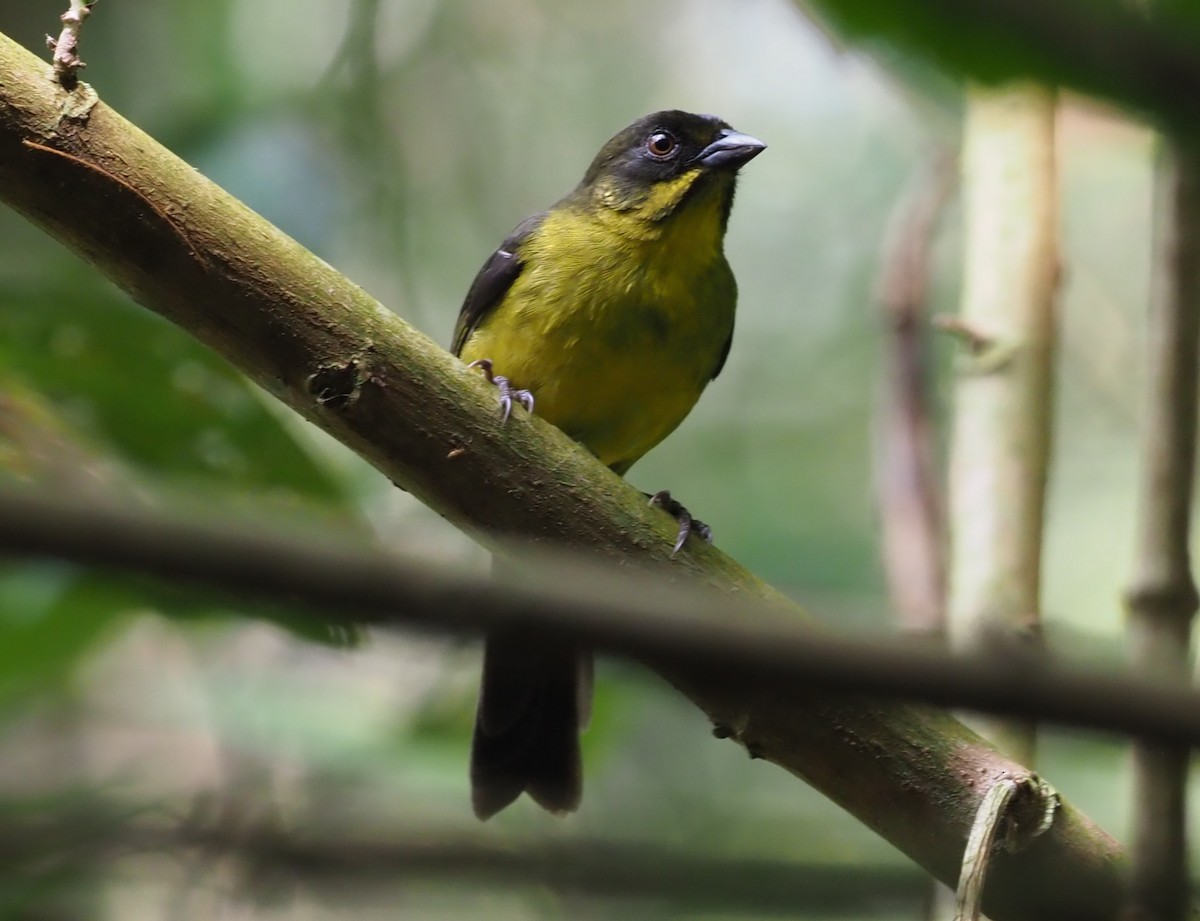 Dusky-headed Brushfinch - Stephan Lorenz / Rockjumper Birding Tours