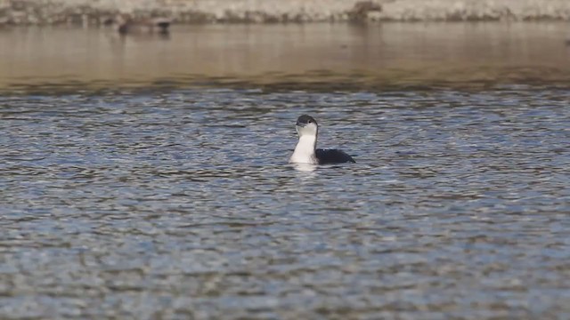 Arctic Loon - ML216082331