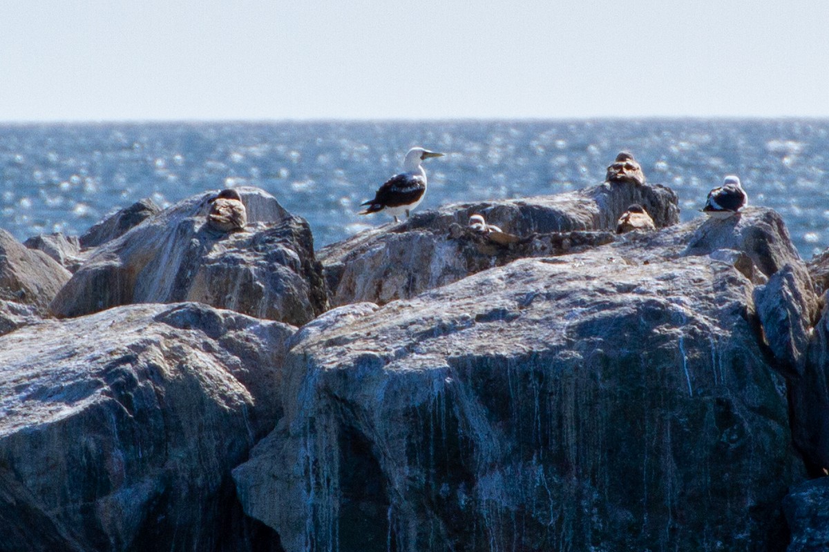 Masked Booby - Alejandro Santillana