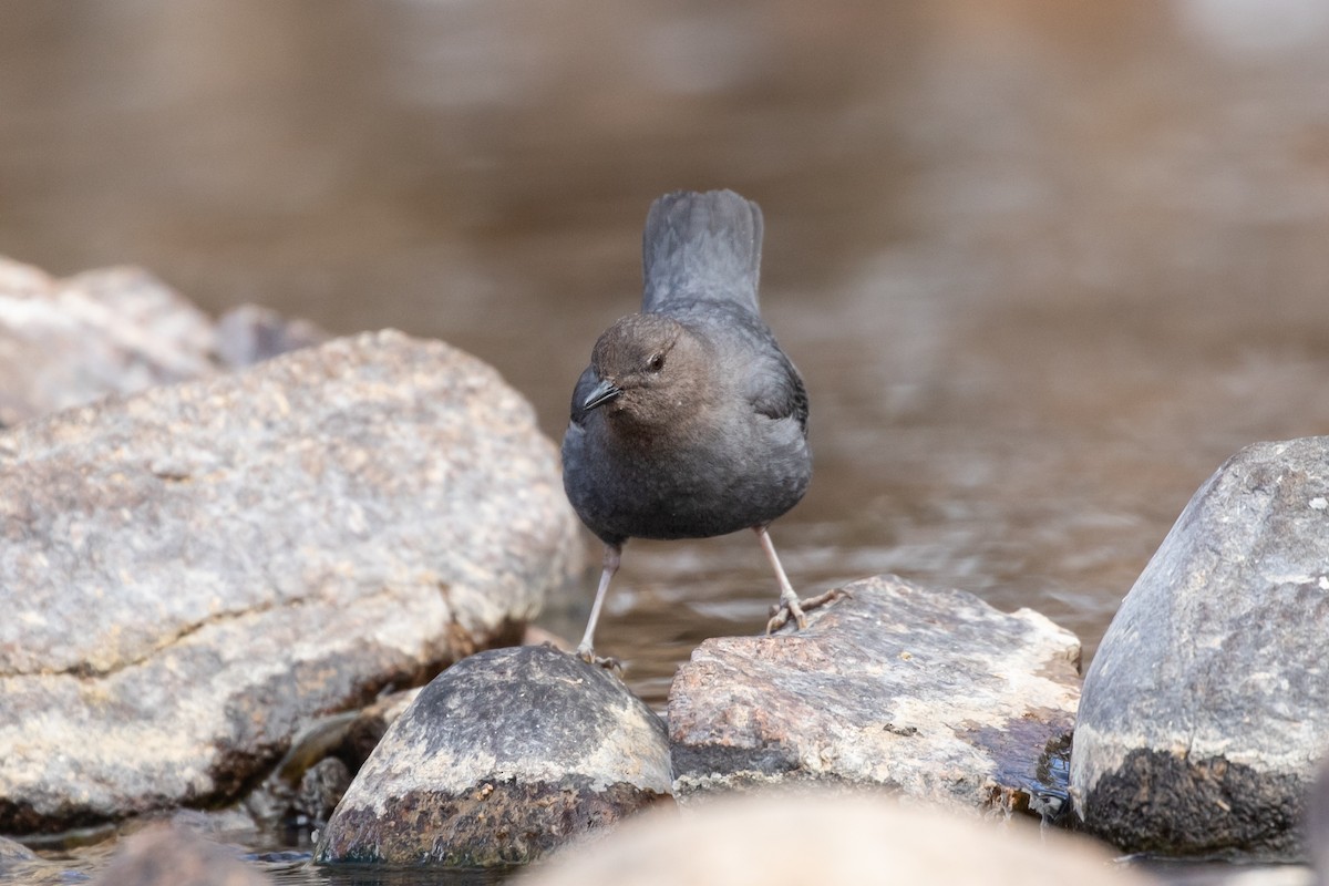 American Dipper - Ryan Mandelbaum