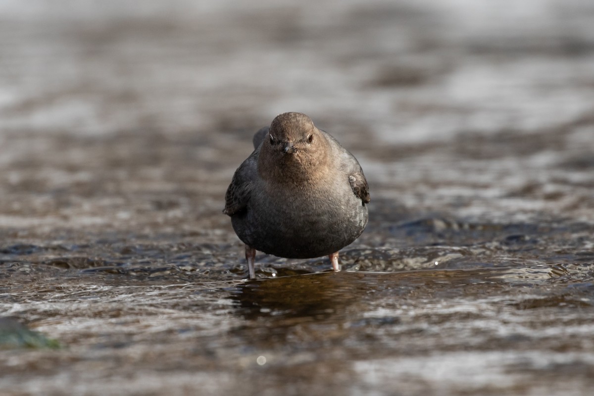 American Dipper - Ryan Mandelbaum