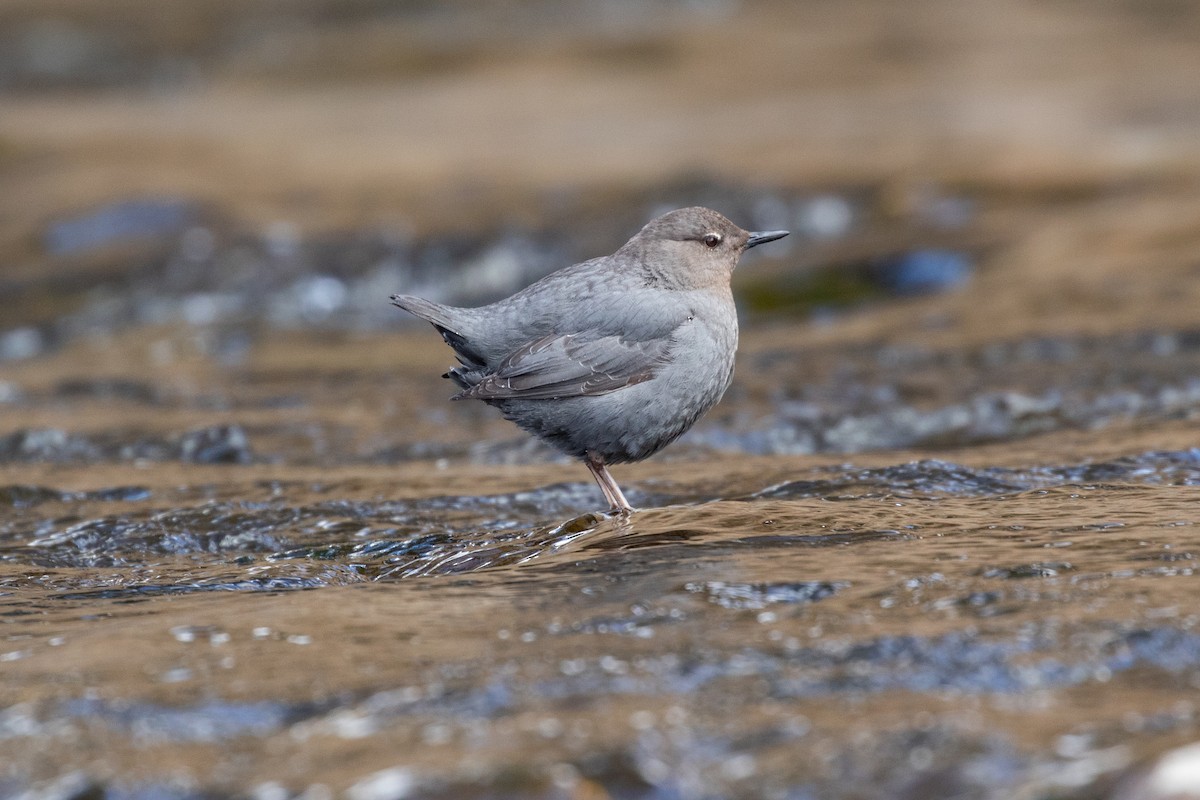 American Dipper - Ryan Mandelbaum