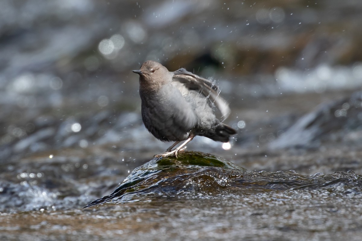American Dipper - Ryan Mandelbaum