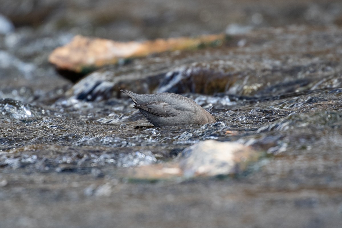 American Dipper - Ryan Mandelbaum