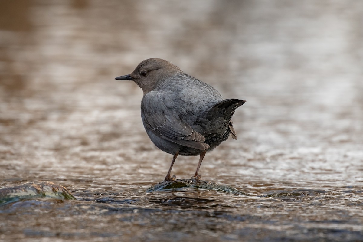 American Dipper - Ryan Mandelbaum