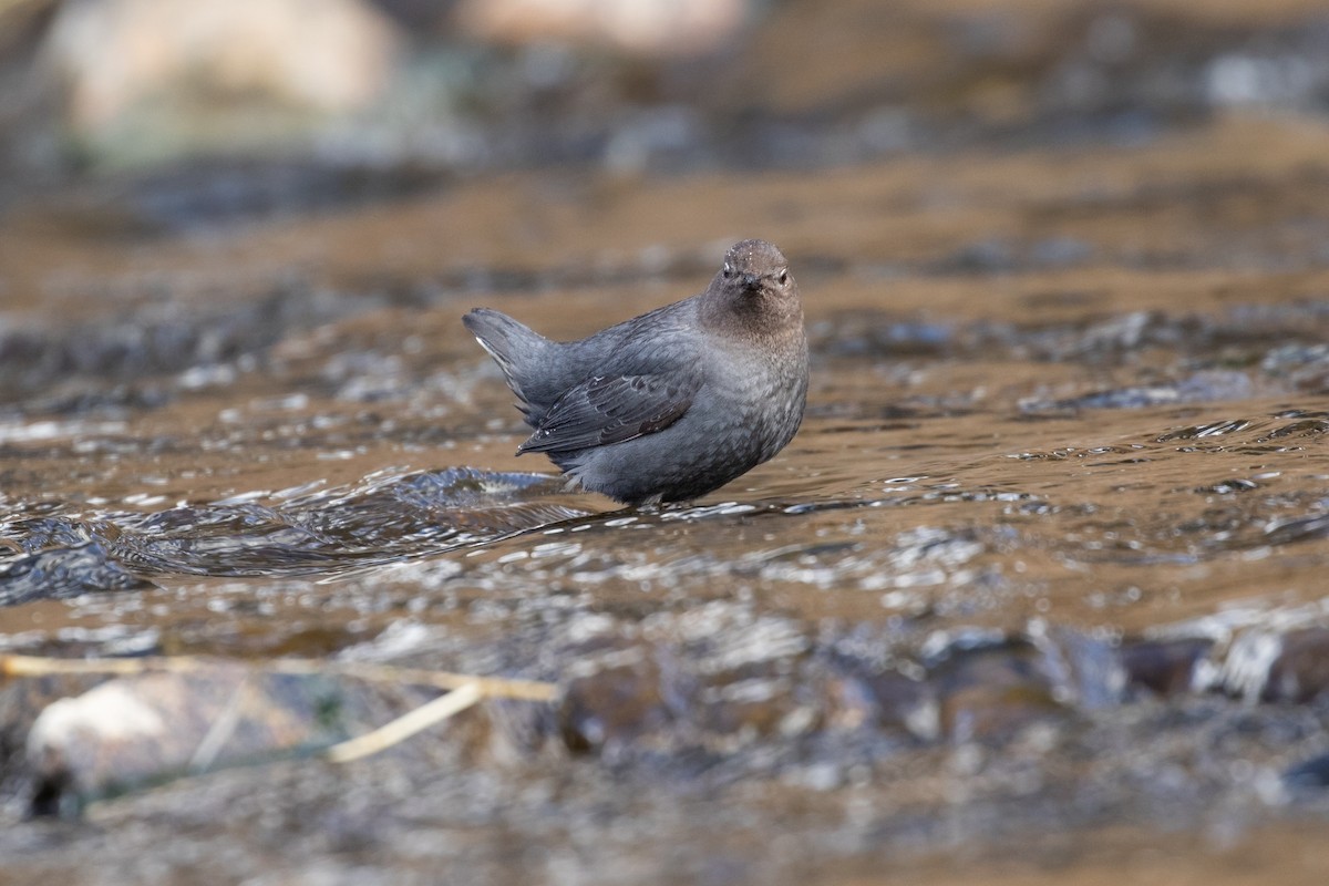 American Dipper - Ryan Mandelbaum