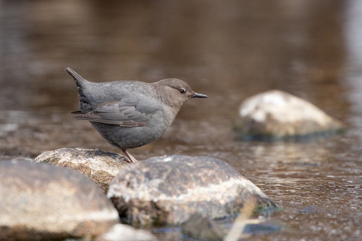 American Dipper - R M