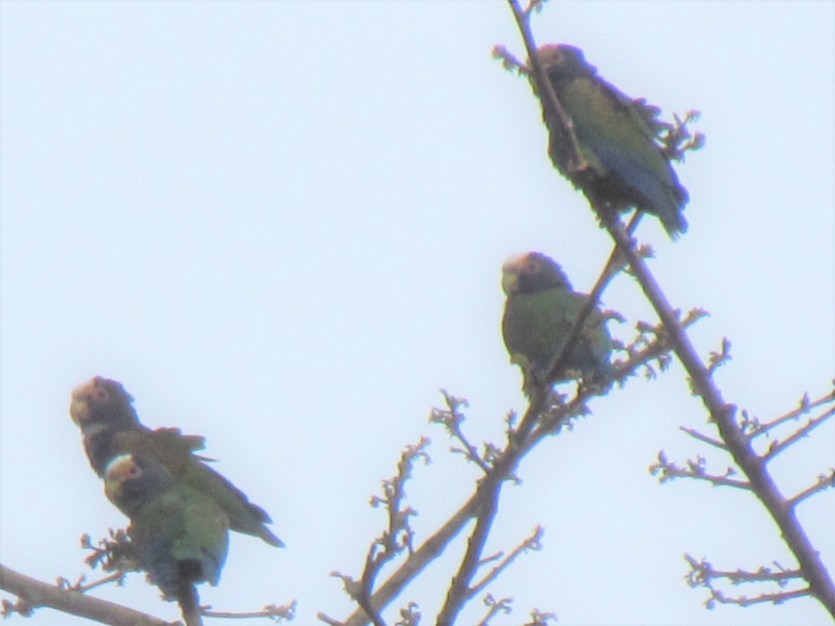 White-fronted Parrot - ML216083471