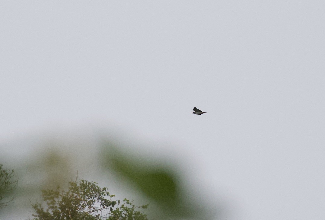 Short-tailed Hawk - Eddie Kasper