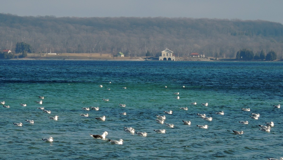 Great Black-backed Gull - ML21608441