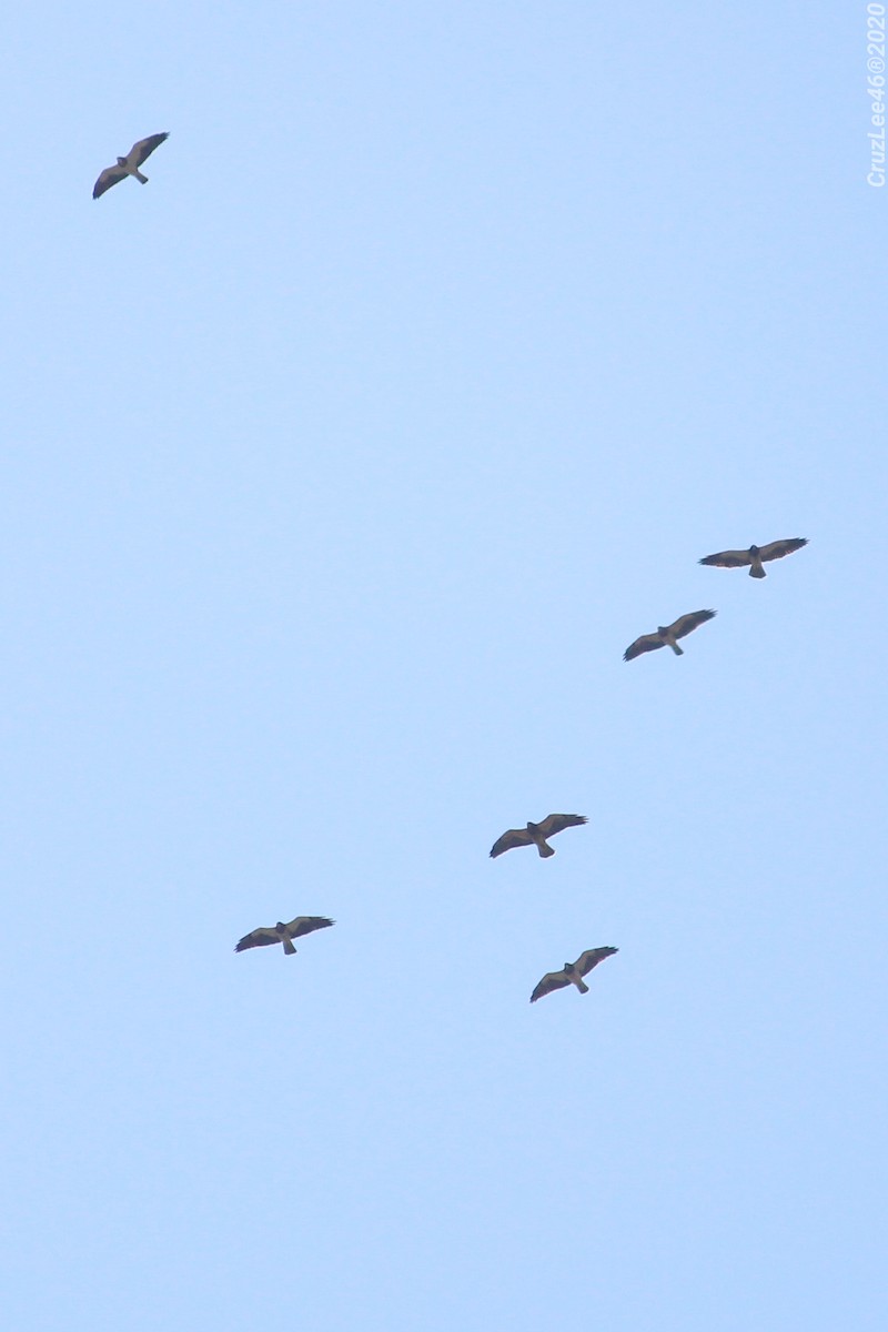 Swainson's Hawk - Erick Roy Cruz Lee