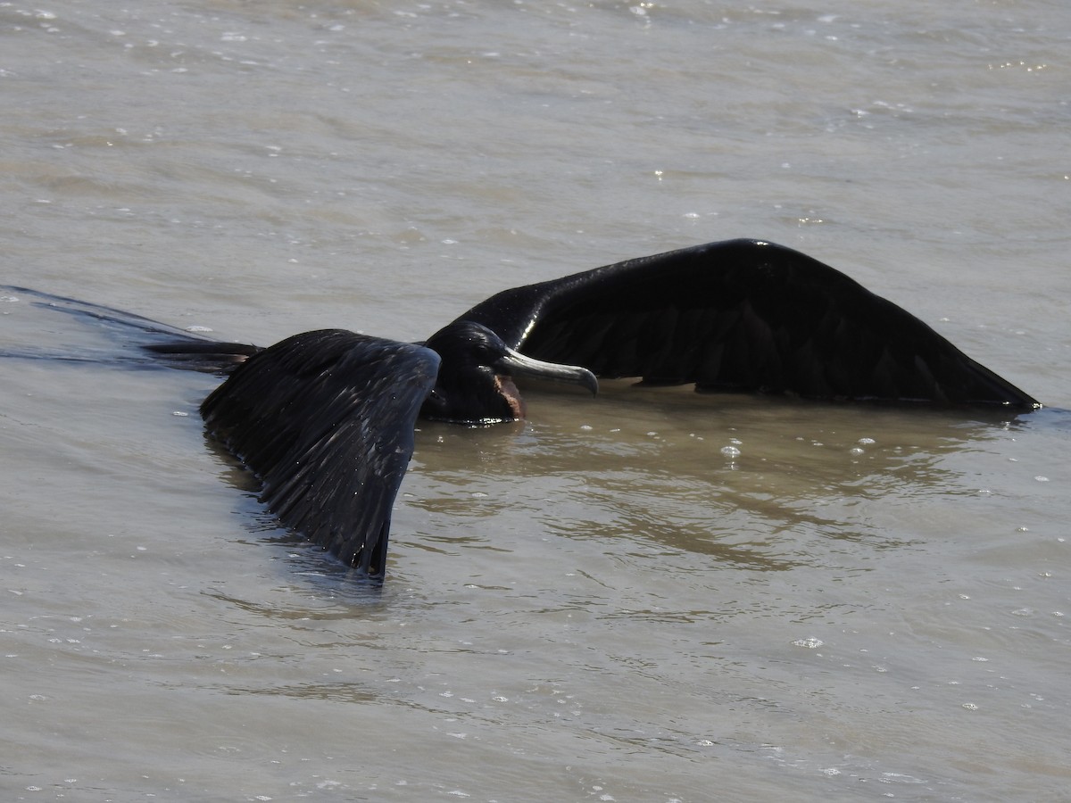 Magnificent Frigatebird - ML216084451