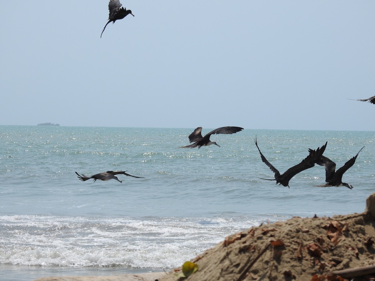 Magnificent Frigatebird - ML216084611