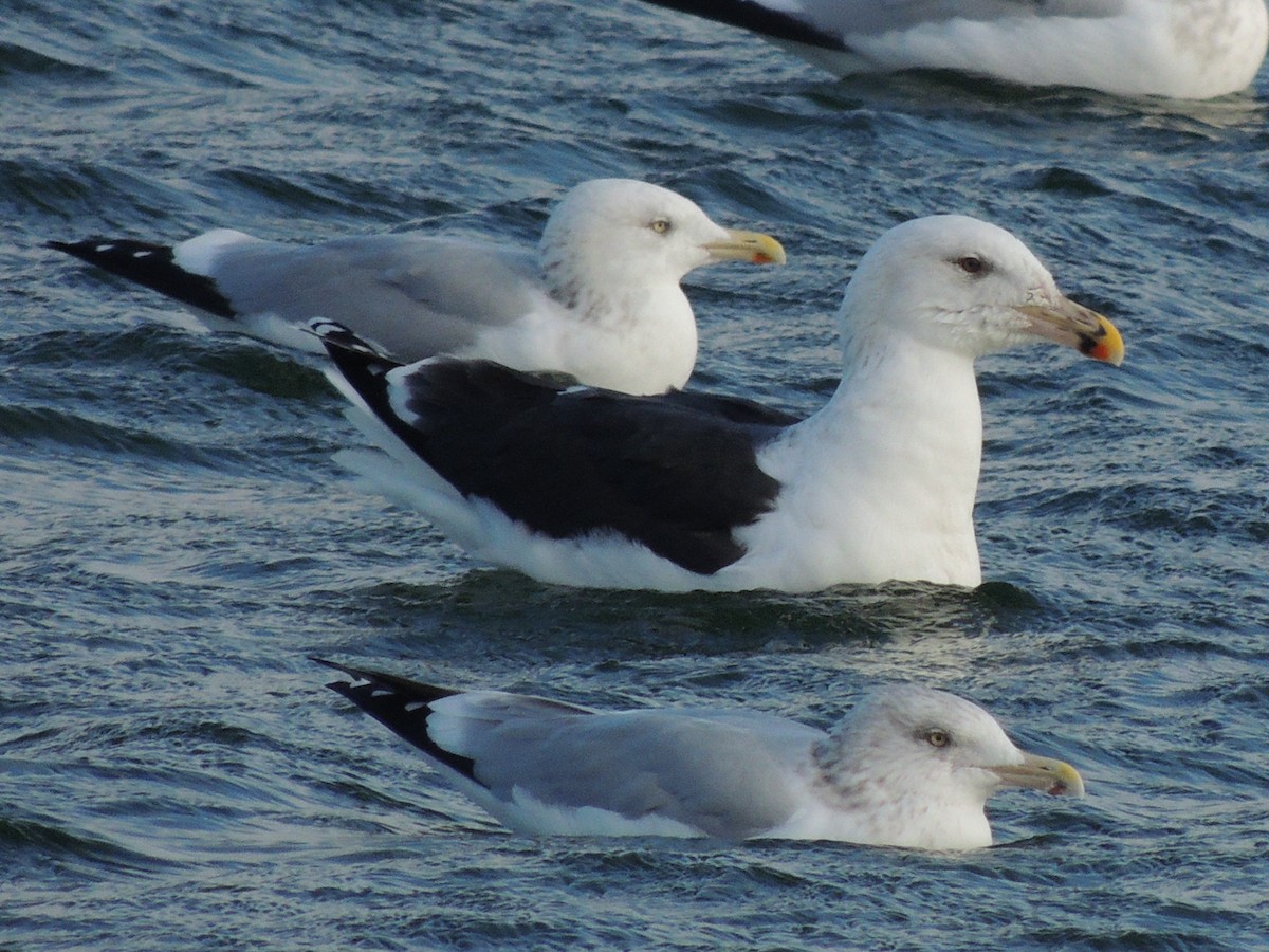 Great Black-backed Gull - ML21608471