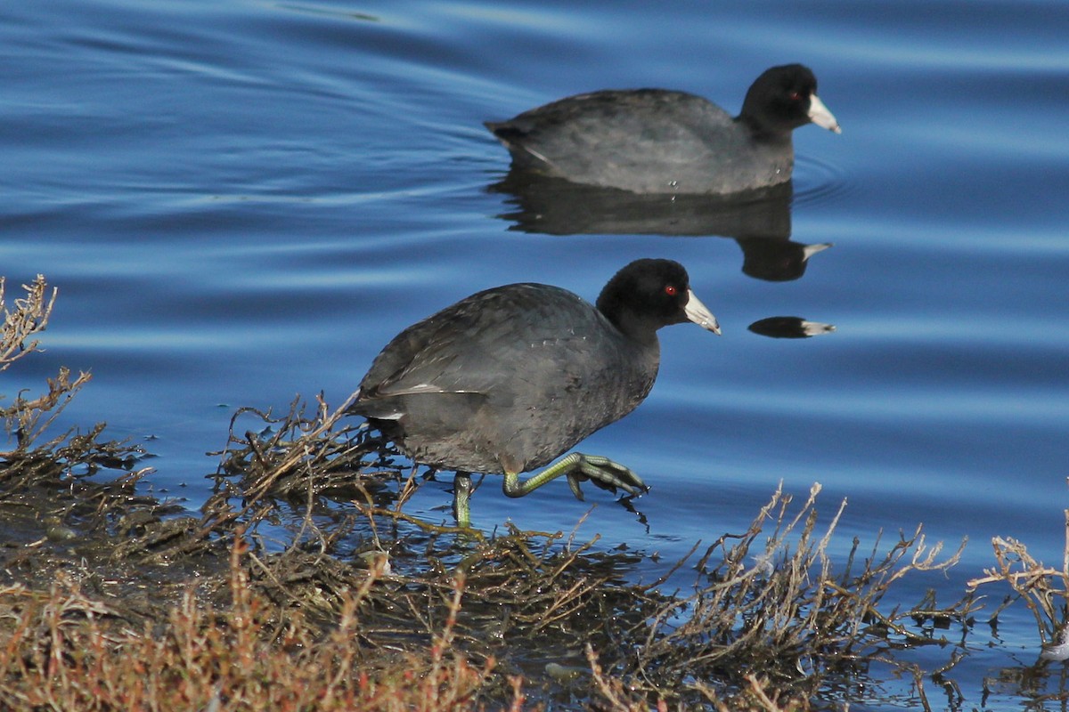 American Coot - ML216085101