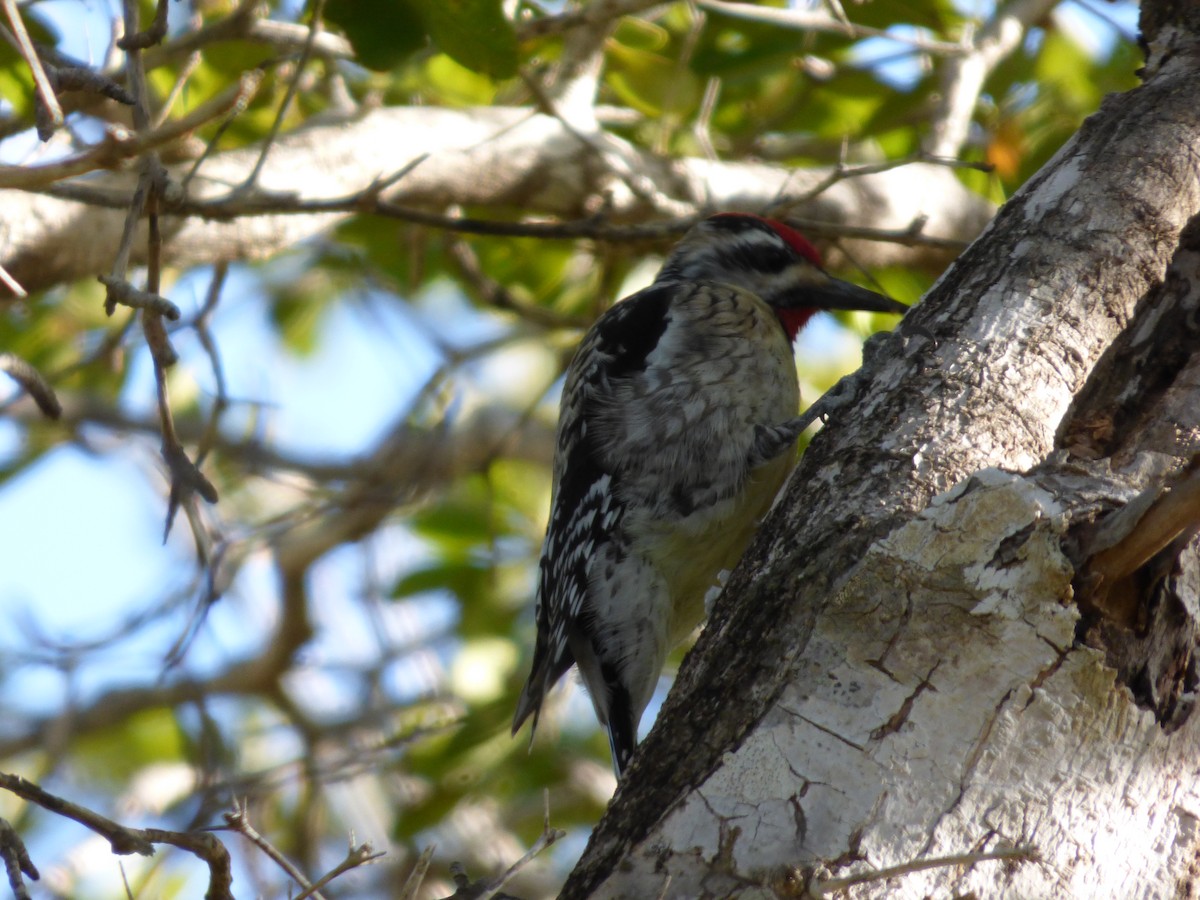 Yellow-bellied Sapsucker - ML216085571