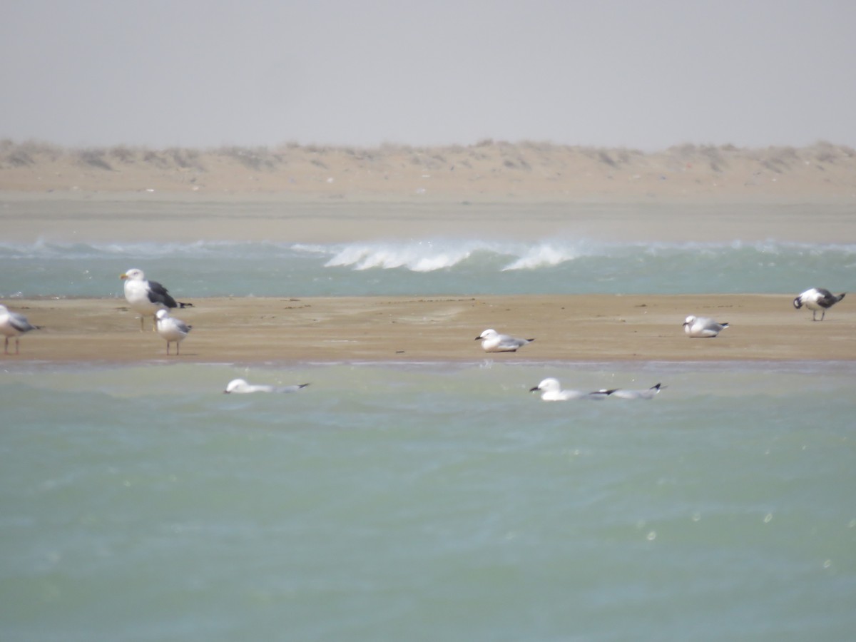Lesser Black-backed Gull - Mohamad javad Rostami ahmadvandi