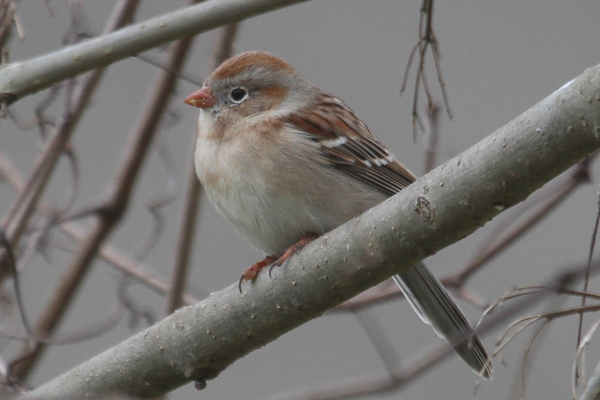 Field Sparrow - ML216086971