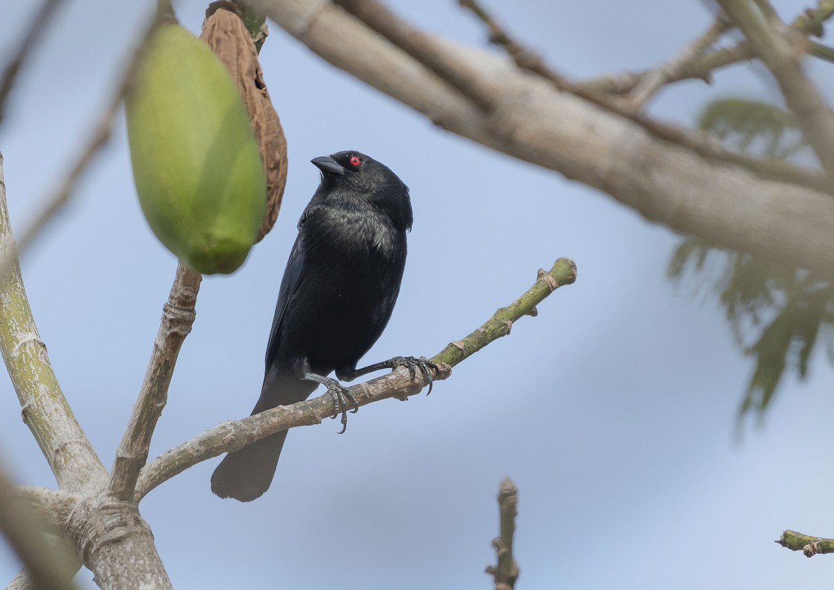 Bronzed Cowbird - ML216087731