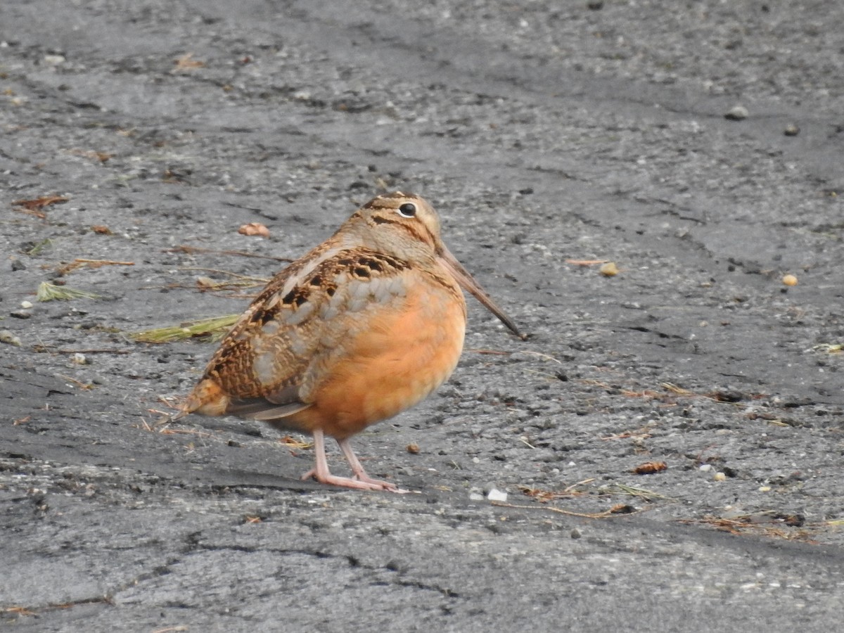 American Woodcock - Grace Nelson