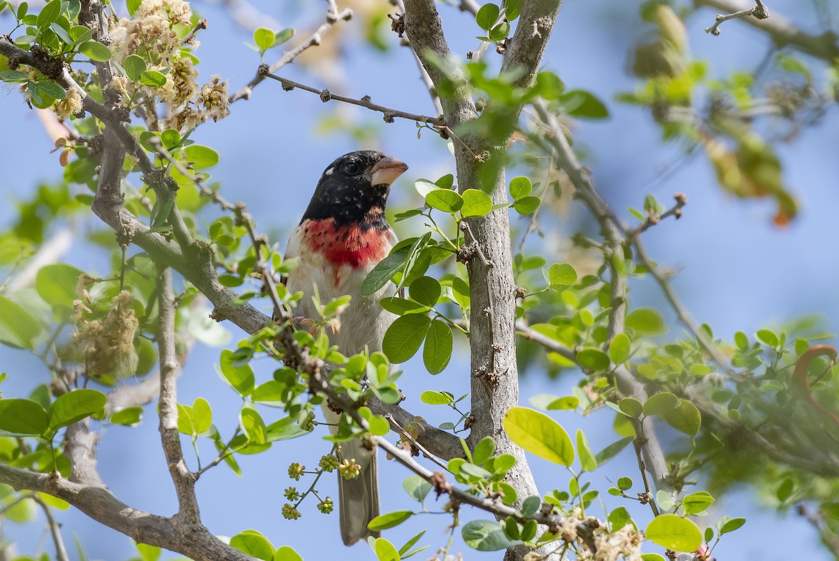 Rose-breasted Grosbeak - ML216087901