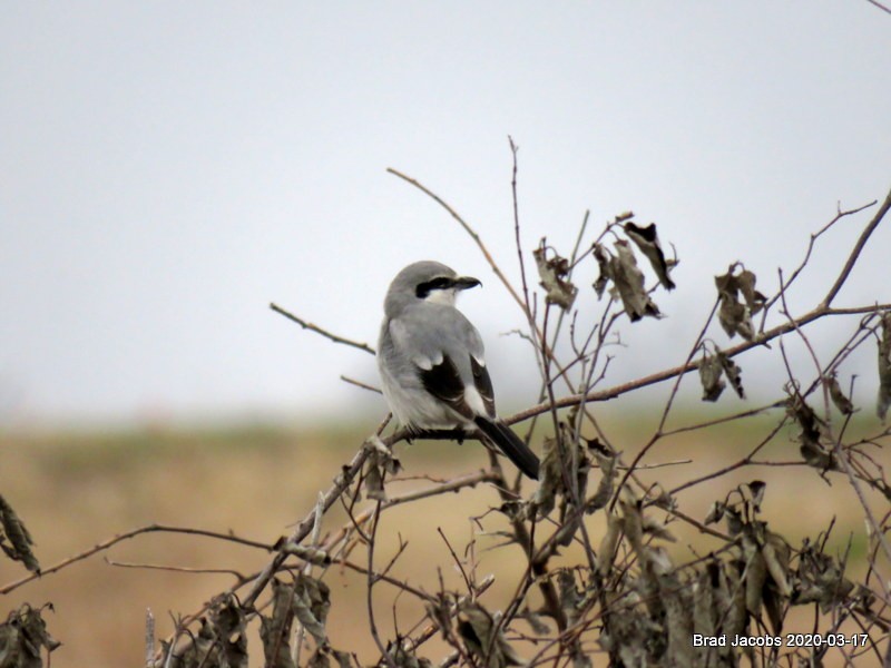 Northern Shrike - ML216088131