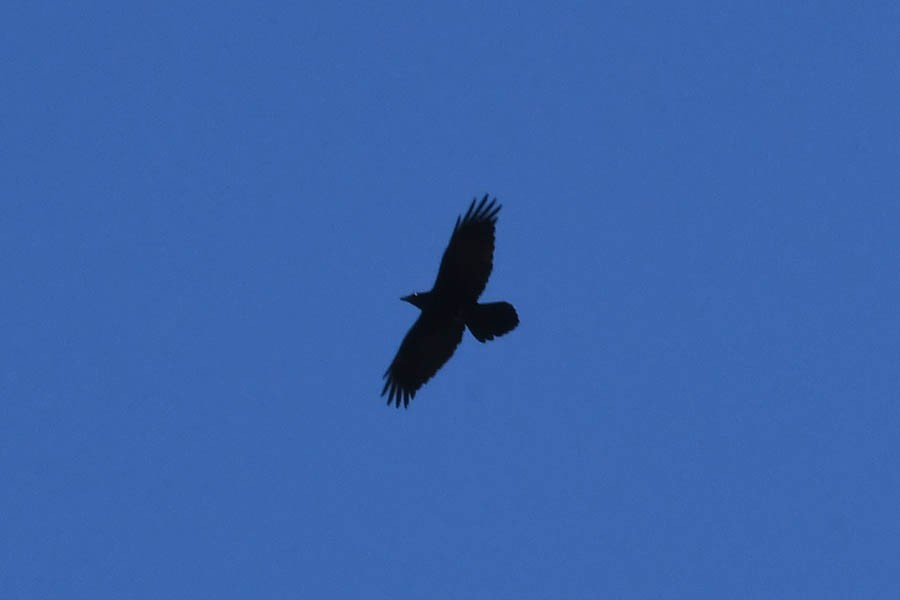 Common Raven - Troy Hibbitts