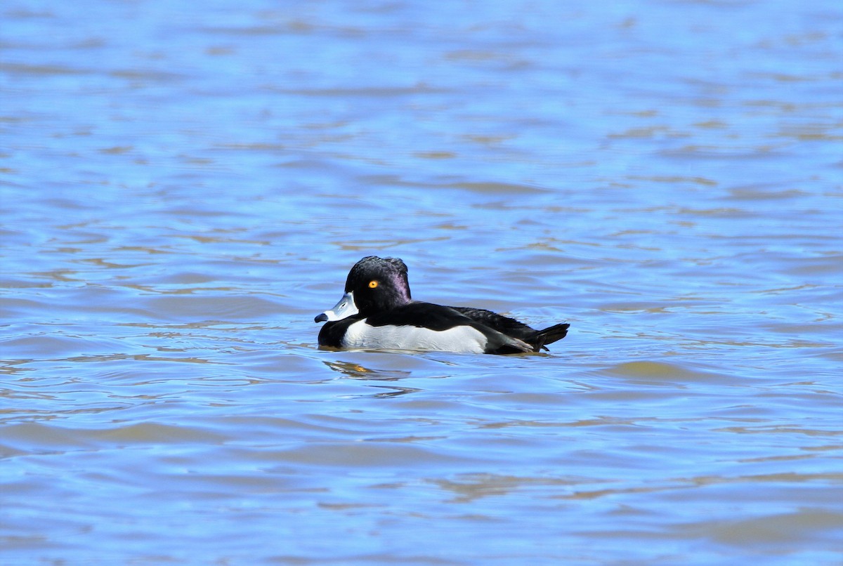 Ring-necked Duck - Tommy Small