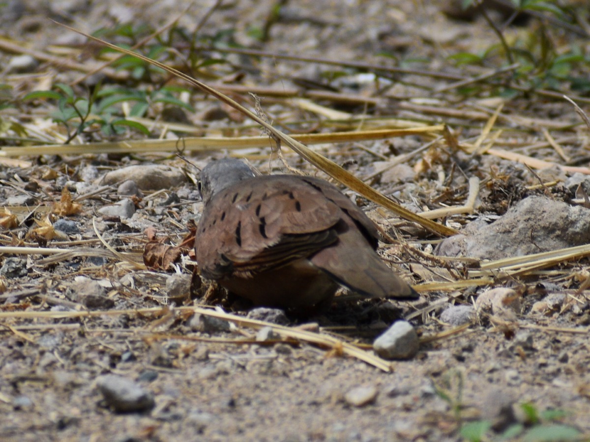 Common Ground Dove - ML216091991