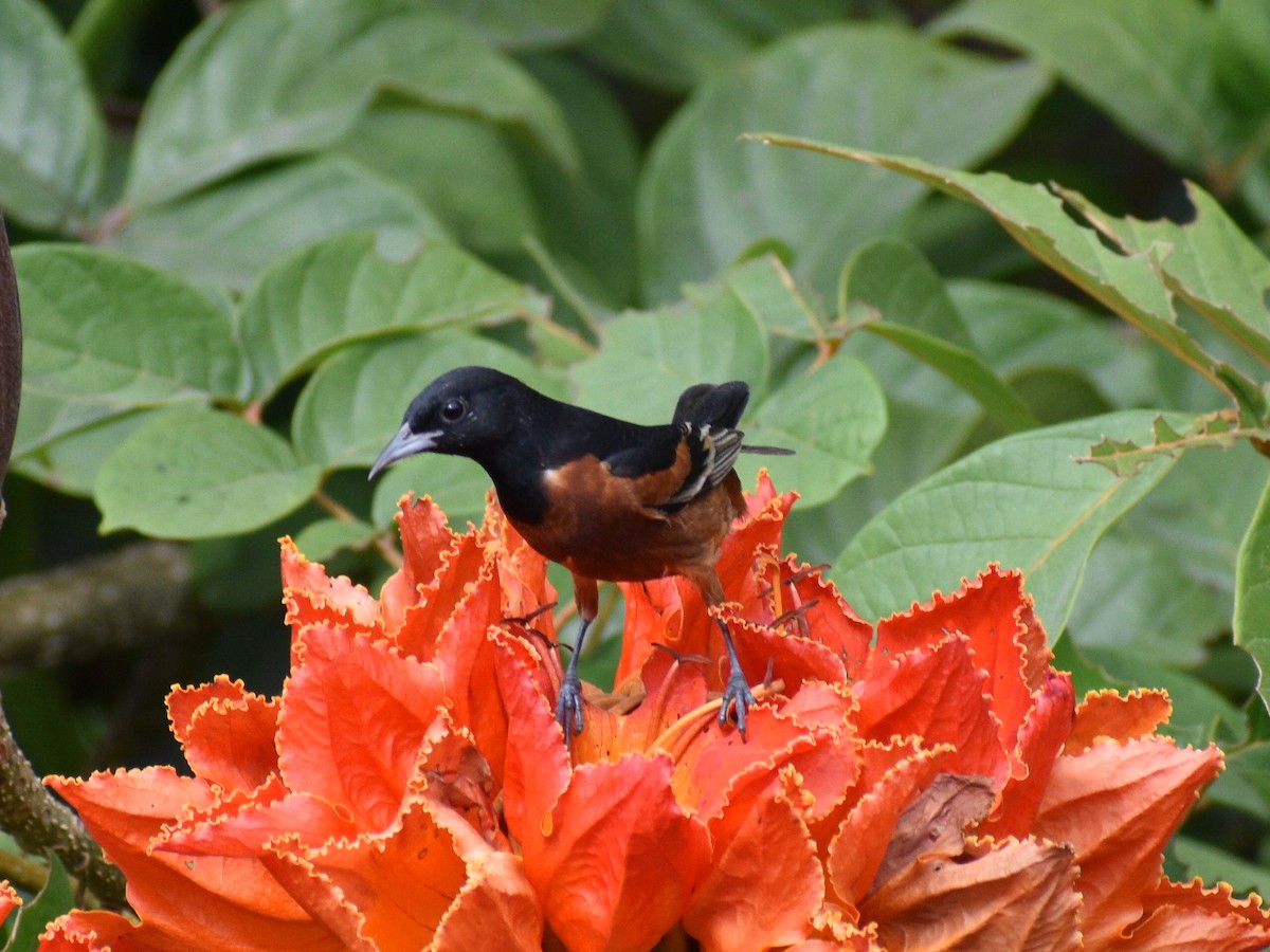 Orchard Oriole - ML216092211