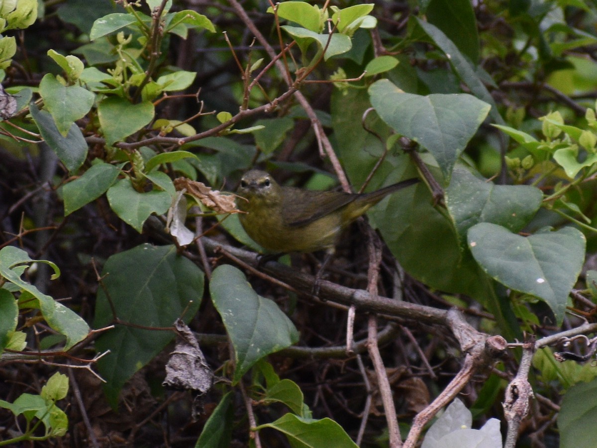 Orange-crowned Warbler - ML216092311