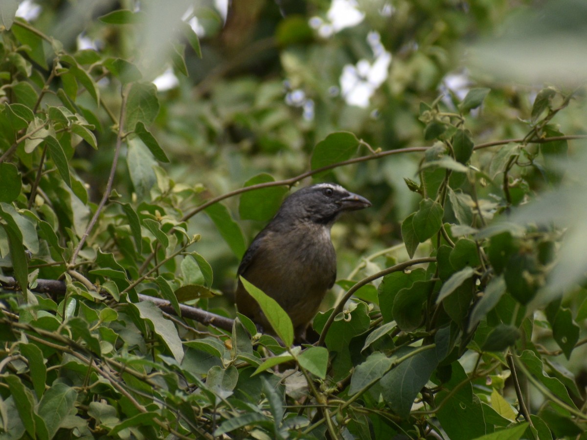 Cinnamon-bellied Saltator - ML216092361