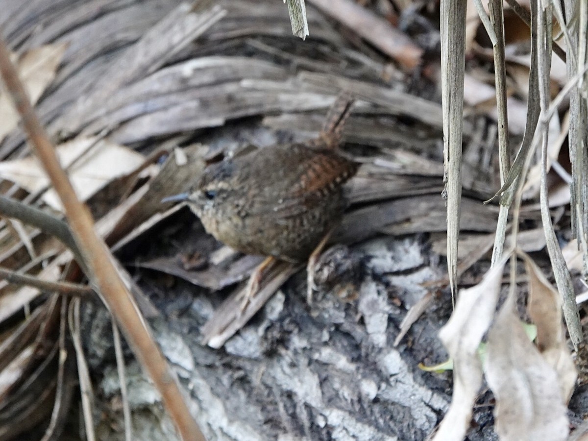 Pacific Wren - ML216093751