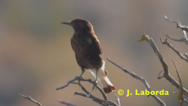 סלעית שחורה - ML216097491