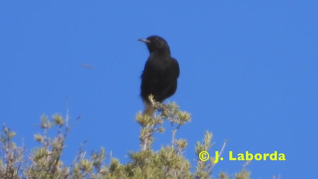 Black Wheatear - ML216097501