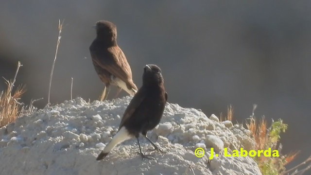 Black Wheatear - ML216097511