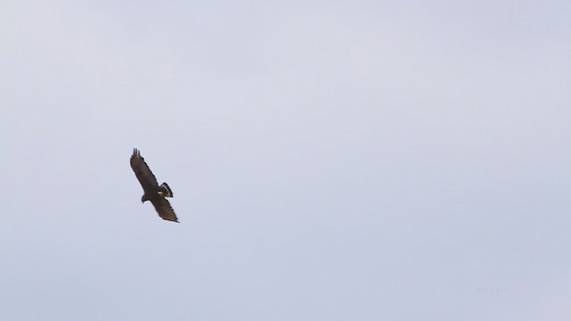 Zone-tailed Hawk - ML216098701