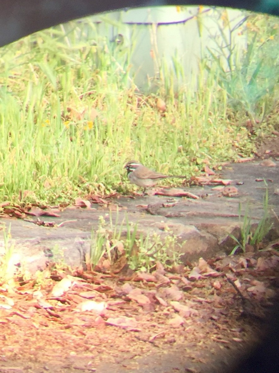 Black-throated Sparrow - ML216100741