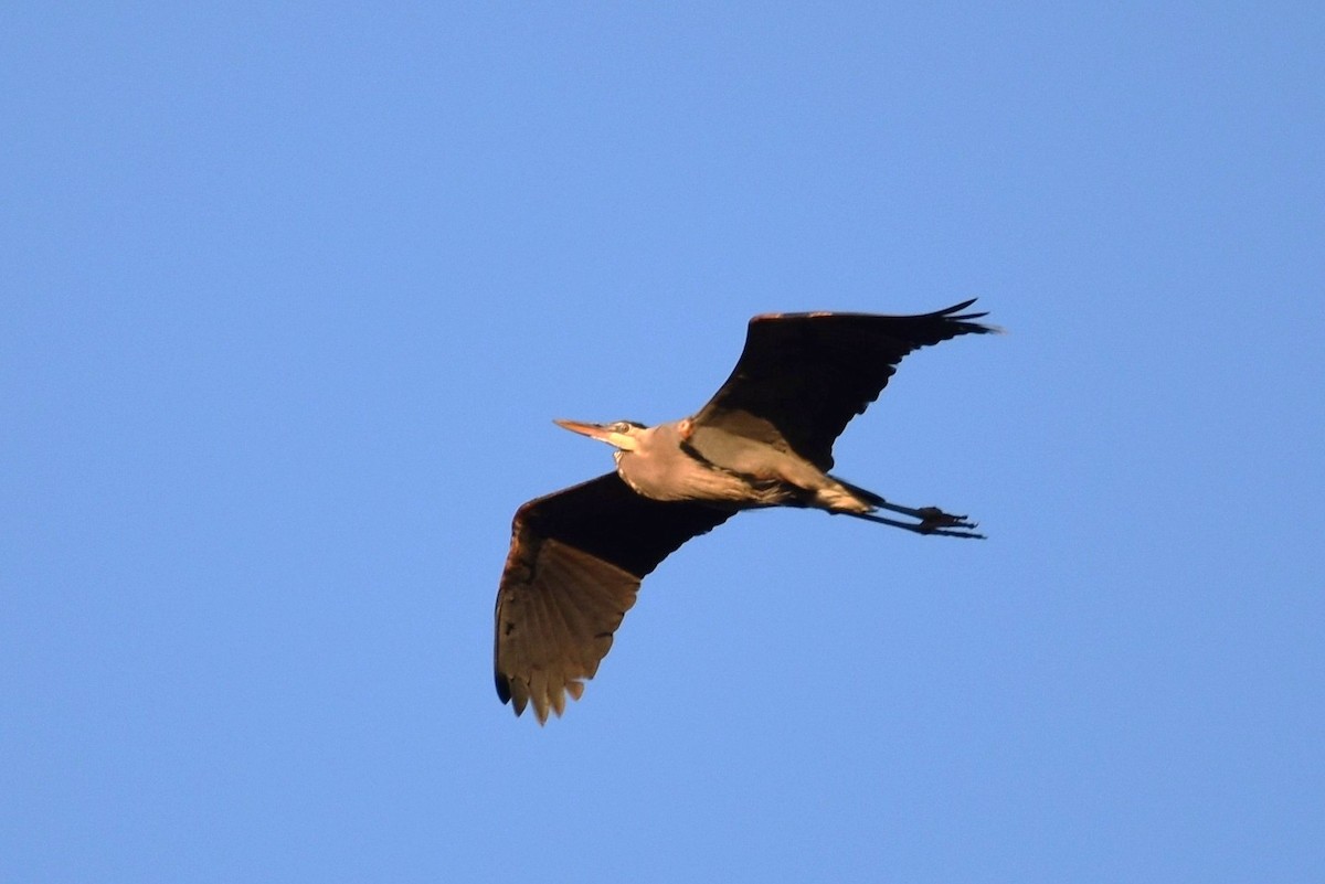 Garza Azulada - ML216100881