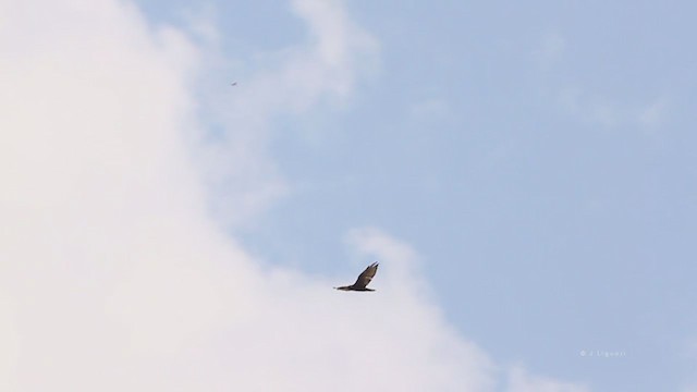 Zone-tailed Hawk - ML216100941