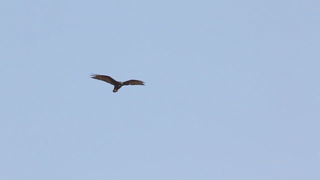 Zone-tailed Hawk - ML216101391