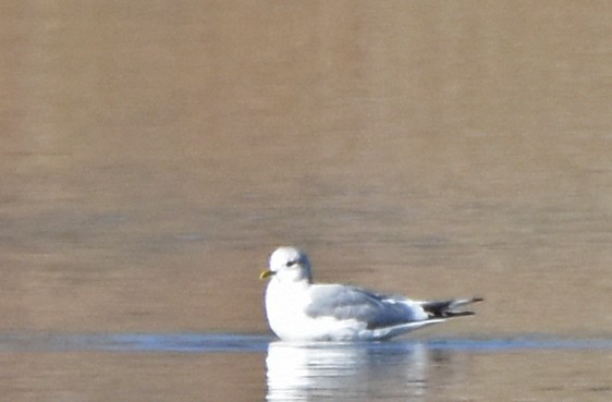 Short-billed Gull - Steven Mlodinow